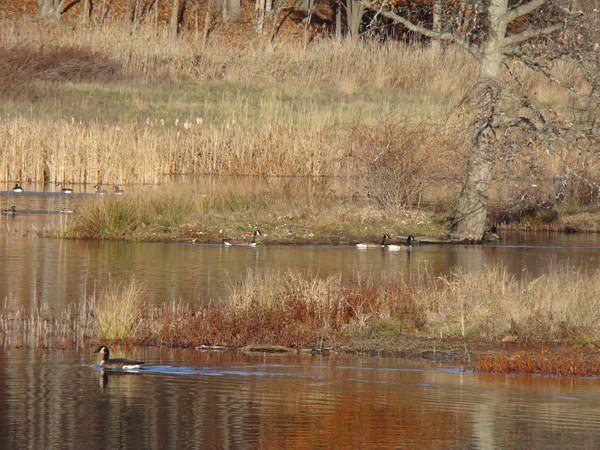 Autumn Geese