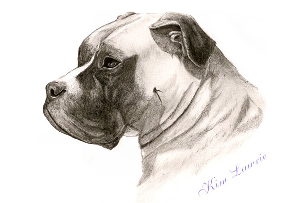Boxer