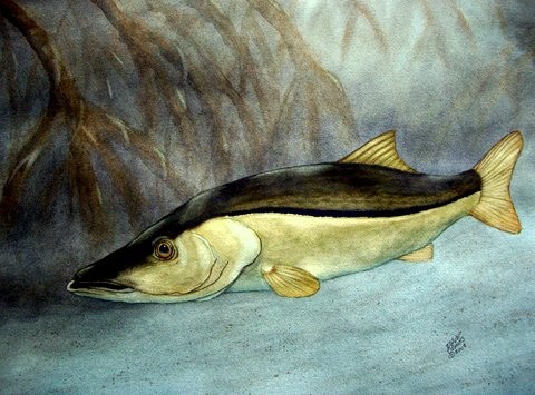 SNOOK