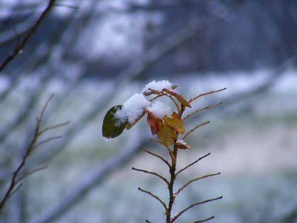 snowy leaves
