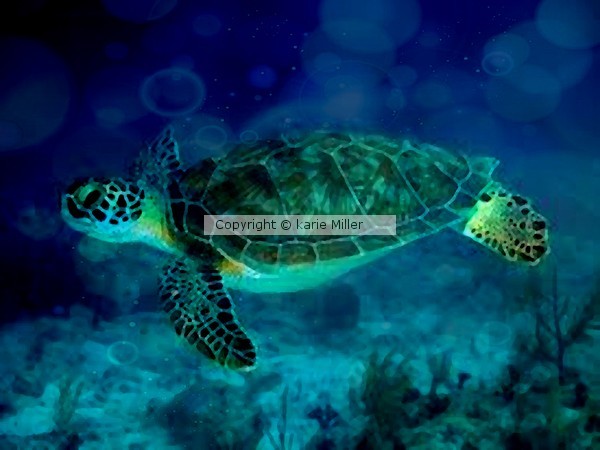 Sea Guardian 3