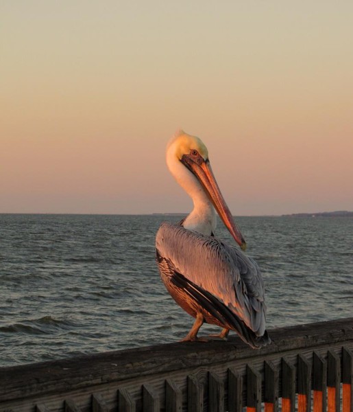Pelican on Pier