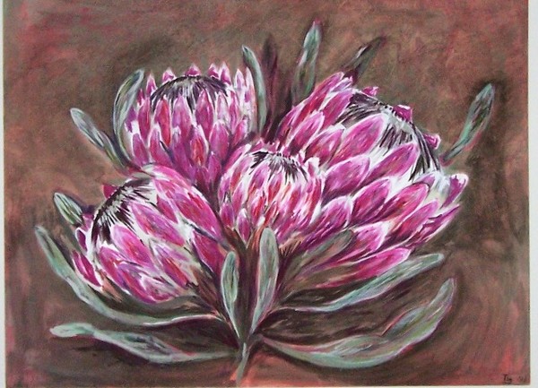 Protea
