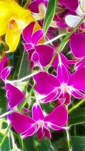 Fractalius Florals