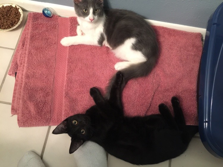 Milo n Shadow kittens