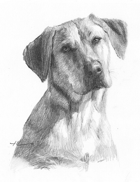 wp-lg yellow lab drawing