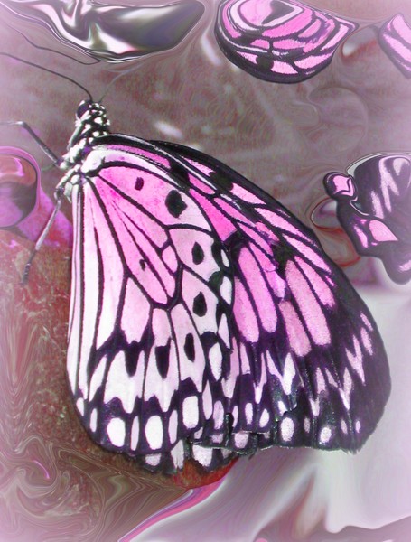 Butterfly dream