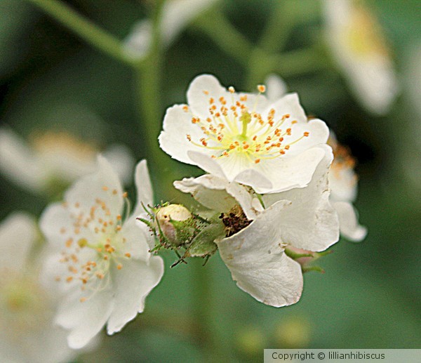 Wild Roses