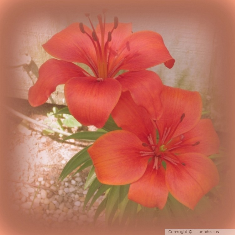 Celebration Lilies