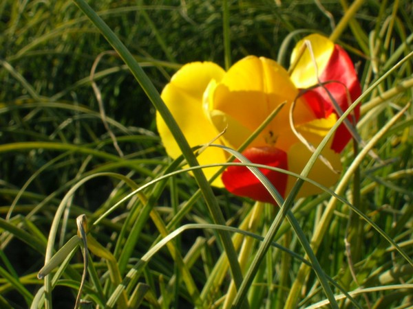 Tulip3