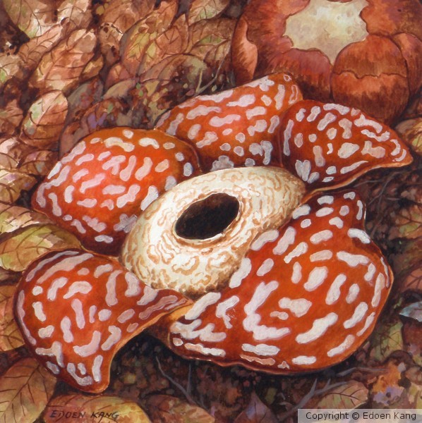 Borneo Rafflesia II