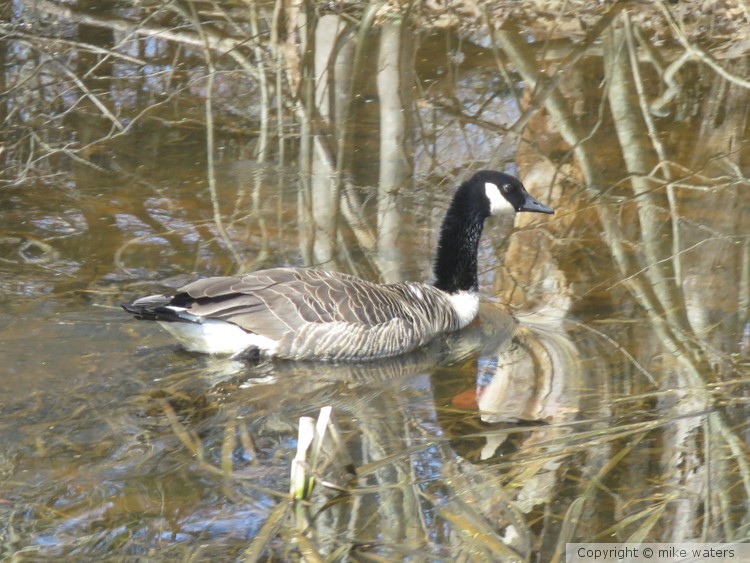 Goose