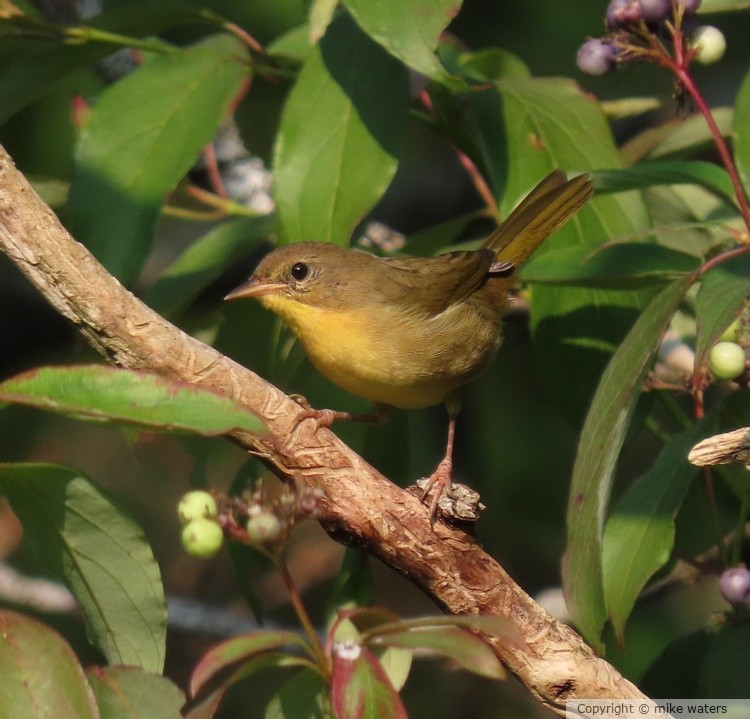 Yellow bird