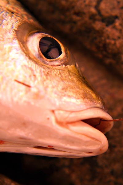 Grunter