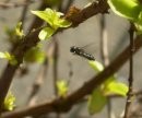 Wasp