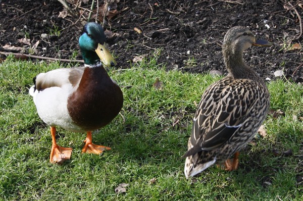 Ducks