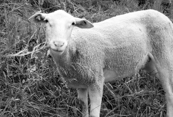 Sheep portrait #1