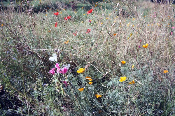 Wildflowers #2