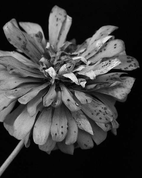 Dead Zinnia