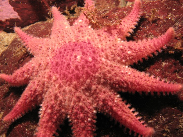 Pink Starfish