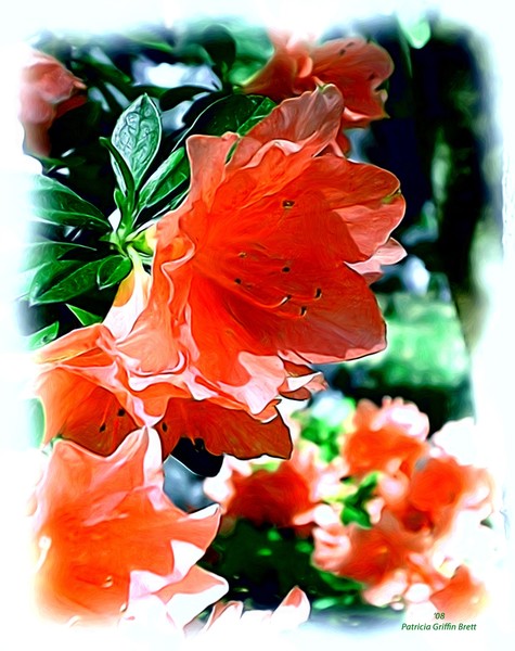 Azaleas in the Spring
