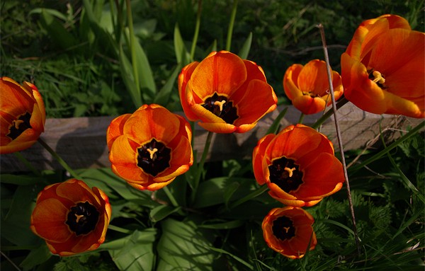 Fiery Tulips