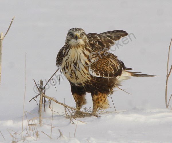 Rough Legg Hawk!