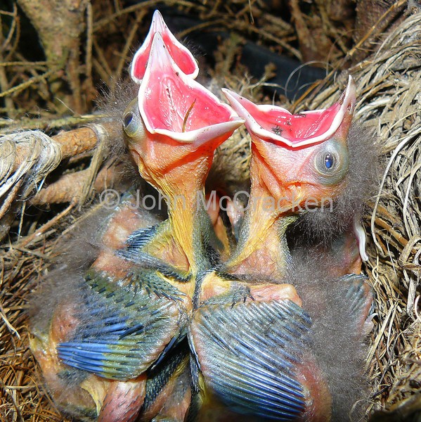 Baby Grackels preparing for food deposit.