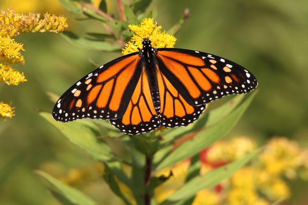 Monarch Butterfly