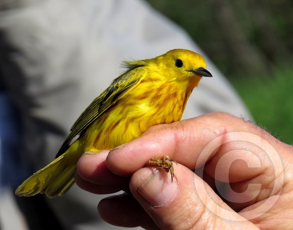 Yellow Warbler too!