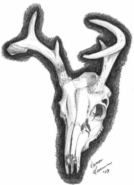 Deer Skull still life