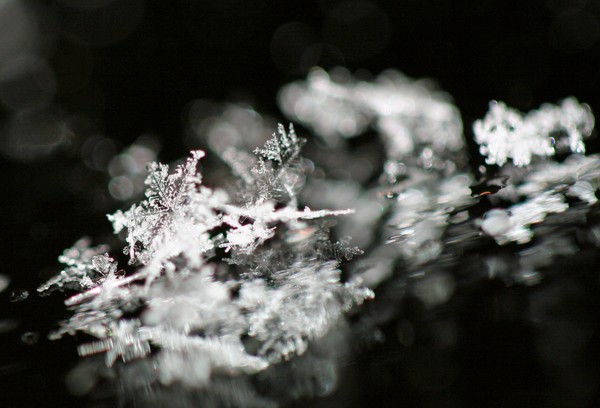 snow flake 4238
