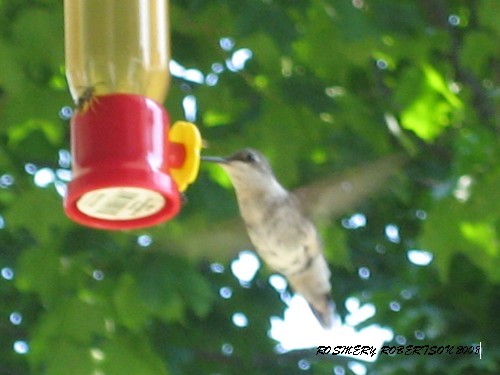HUMMINGBIRD