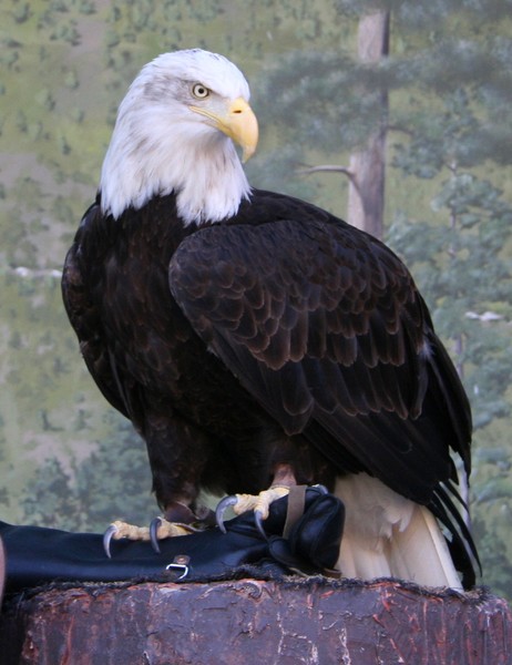 Proud Bird