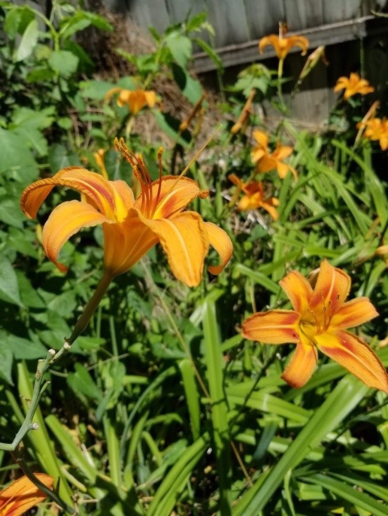 Orange Day Lilies