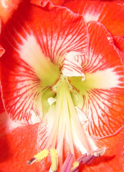 Amaryllis