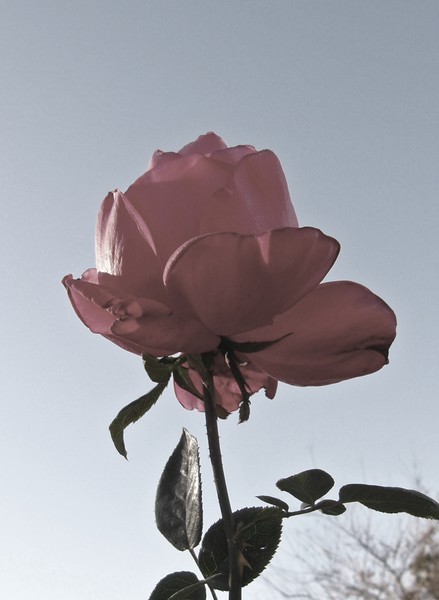 A Rose