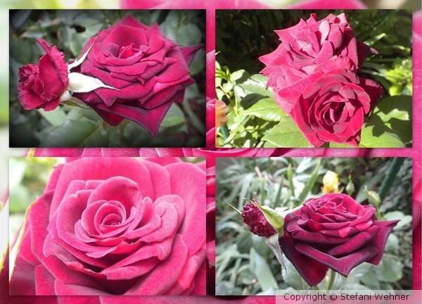 some roses for misty days