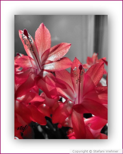 delicate