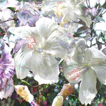White Hibiscus