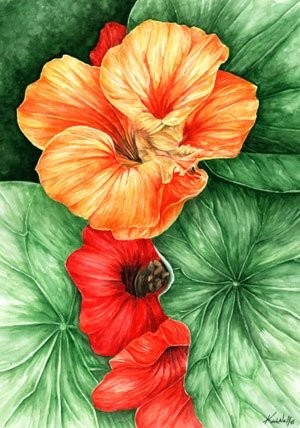 Nasturtiums