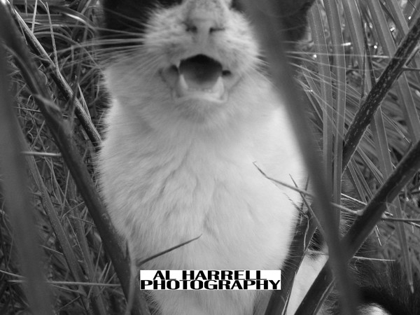 The Cat's Meow