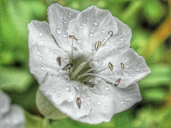 Flower White