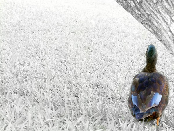 Lone Duck