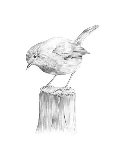 robin