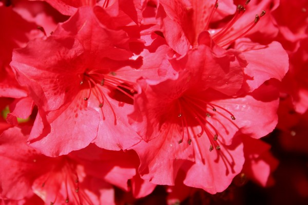 Glorious Azaleas