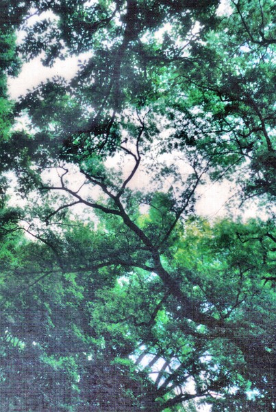 Lace Sky Canopy