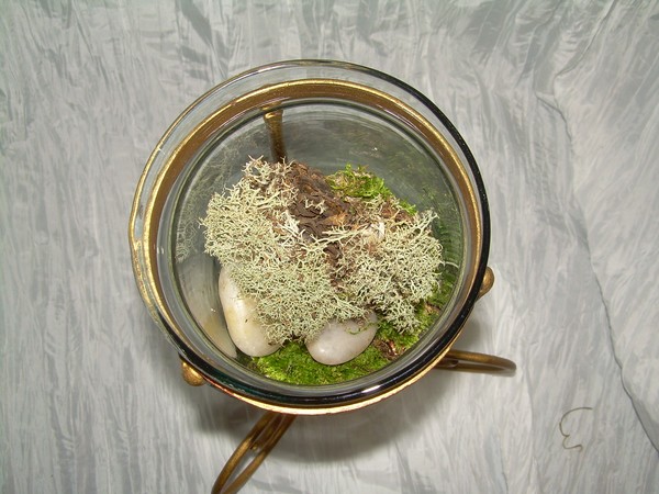 Terrarium # 7