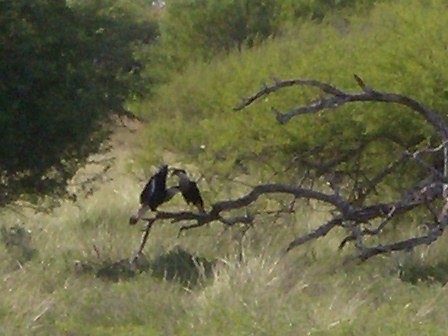 pair,mexican eagles