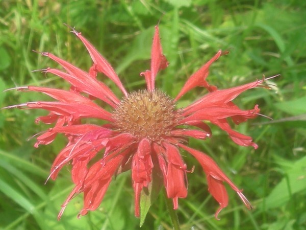 flower 1